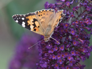 Schmetterlinsparadies Sommerflieder Schmetterlinsparadies Sommerflieder