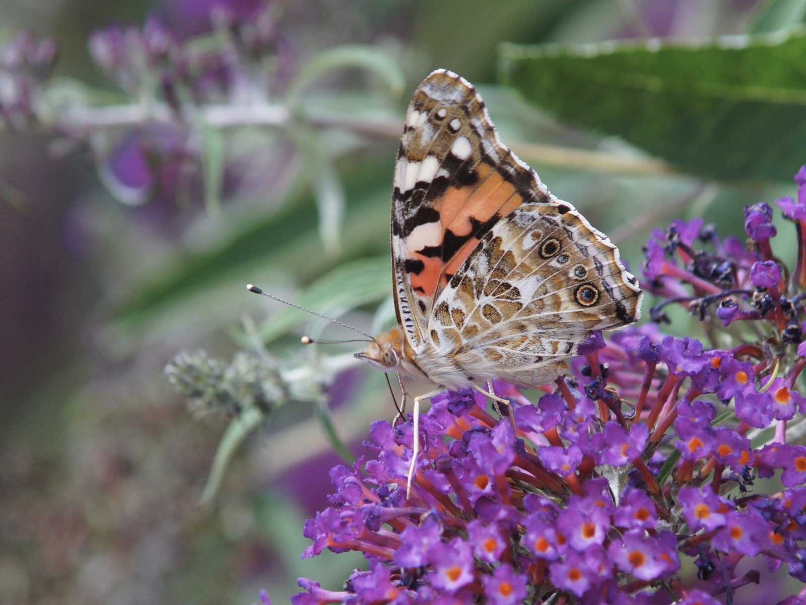 Schöner Distelfalter auf Sommerflieder Schöner Distelfalter auf Sommerflieder