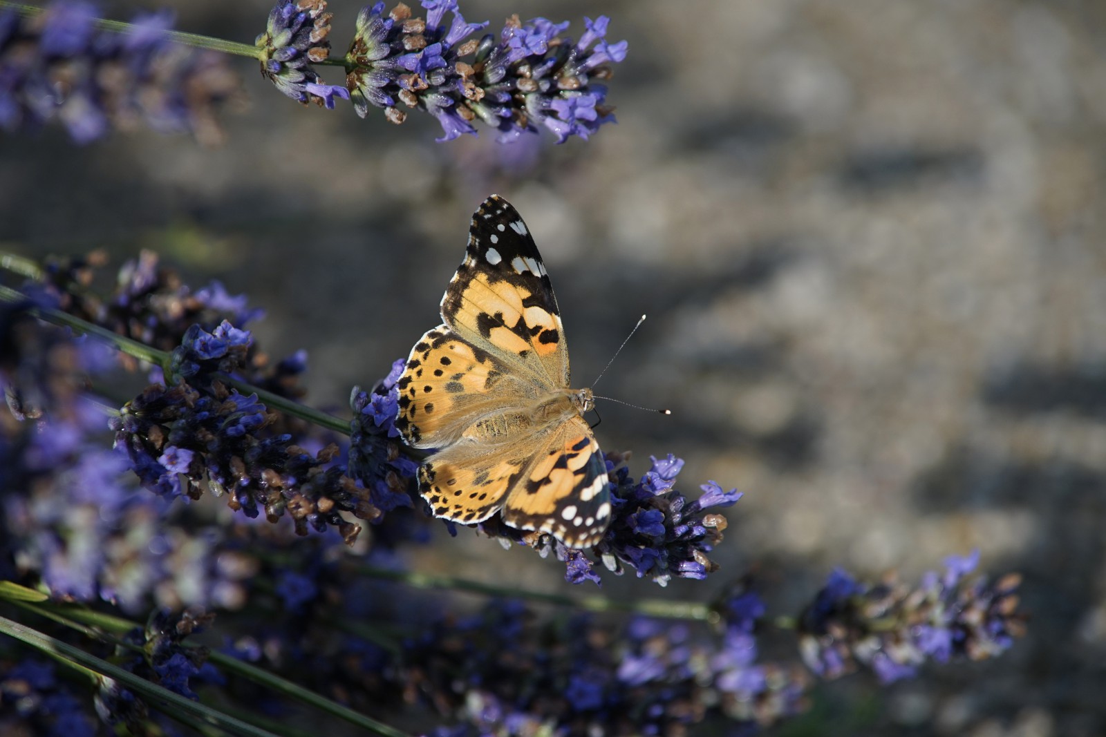 Schönheit an Lavendelblüte Schönheit an Lavendelblüte