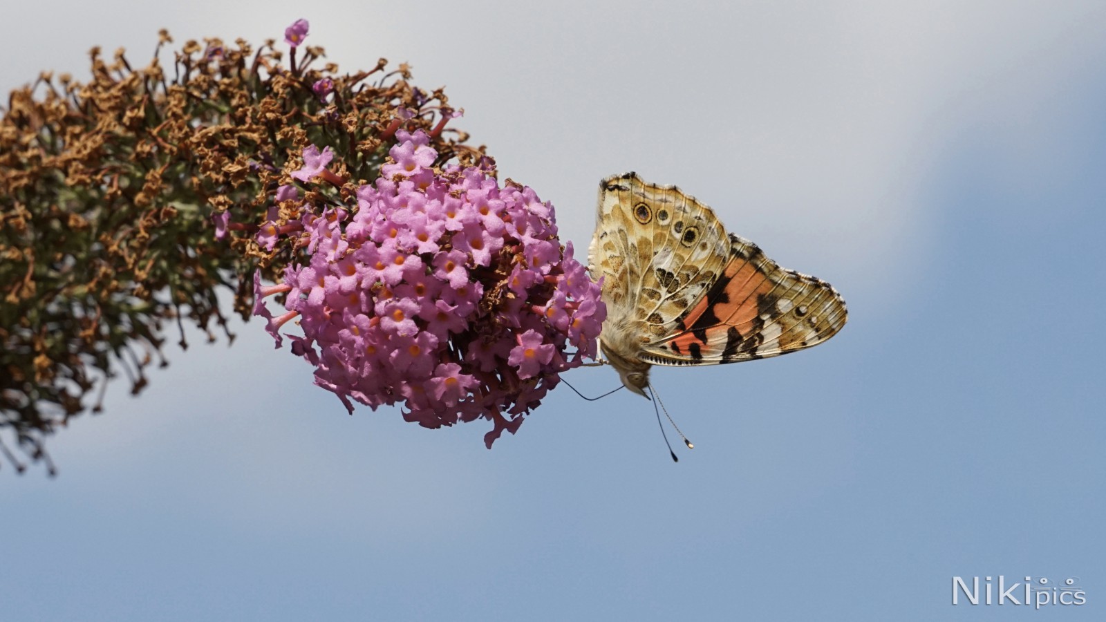 Sommerende Sommerende