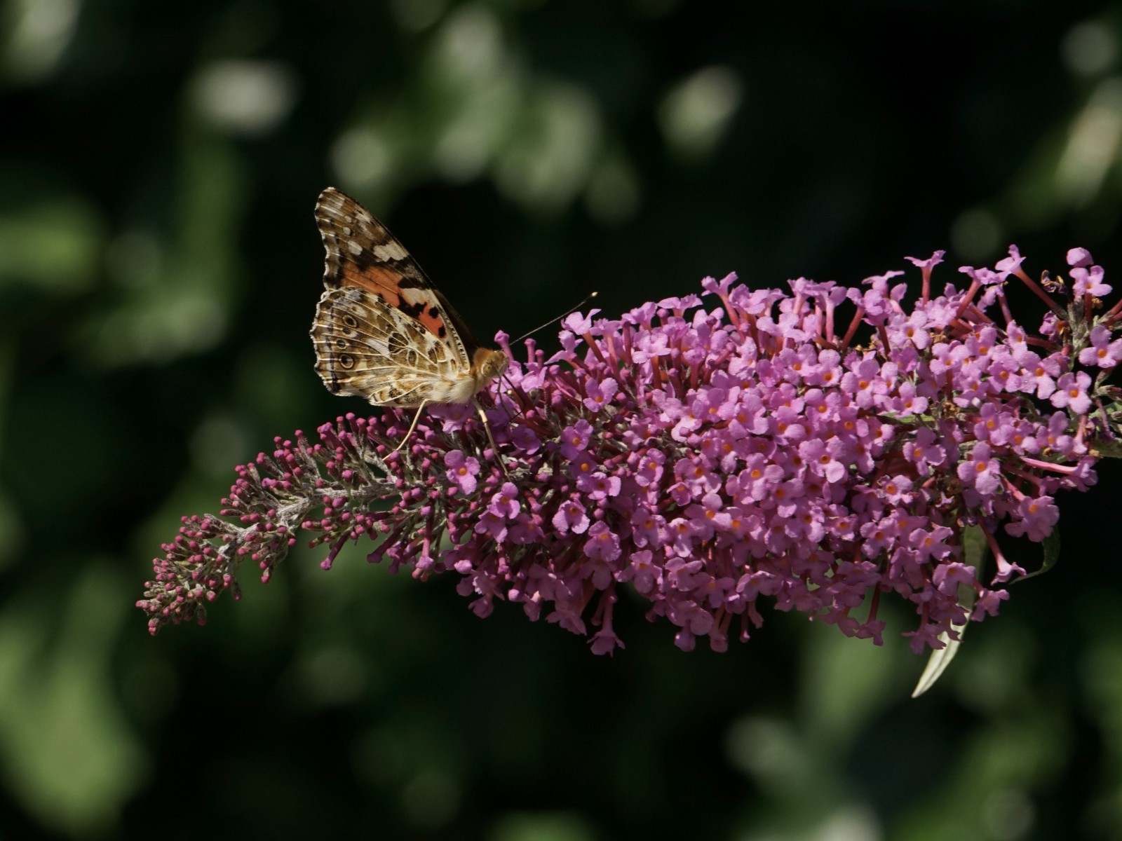 Sommerflieder mit Distelfalter Sommerflieder mit Distelfalter