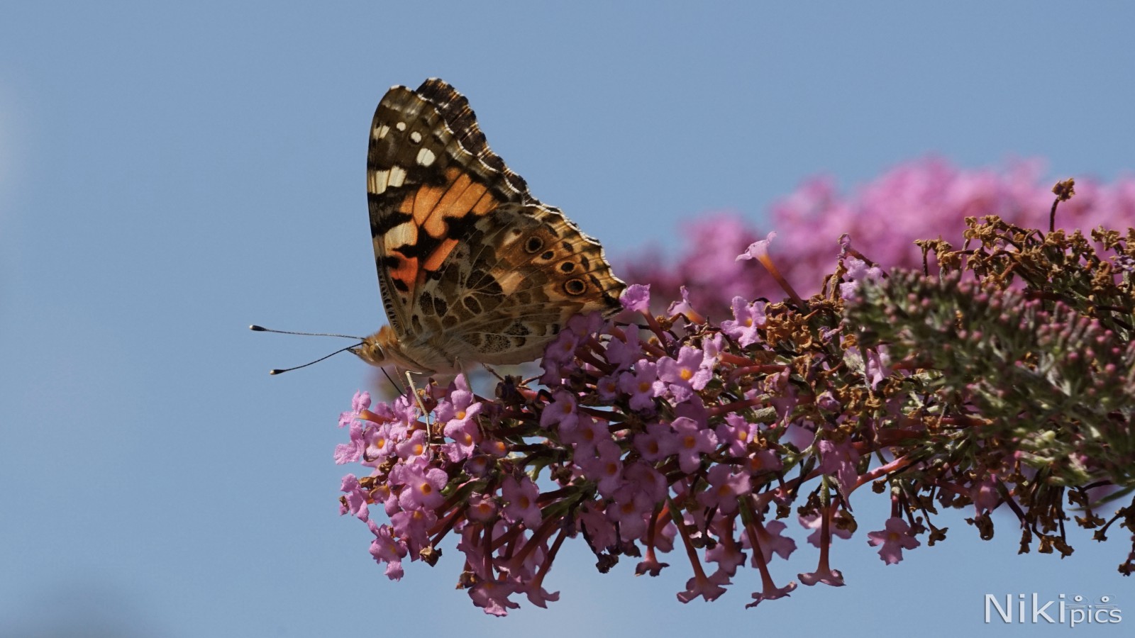 Letzter Nektar vom Sommerflieder Letzter Nektar vom Sommerflieder