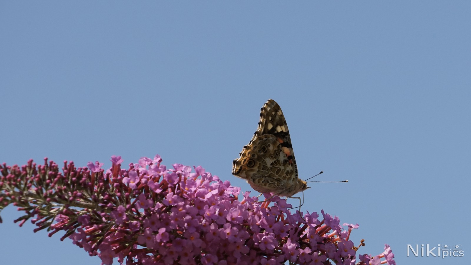 Vanessa auf Sommerflieder  Vanessa auf Sommerflieder