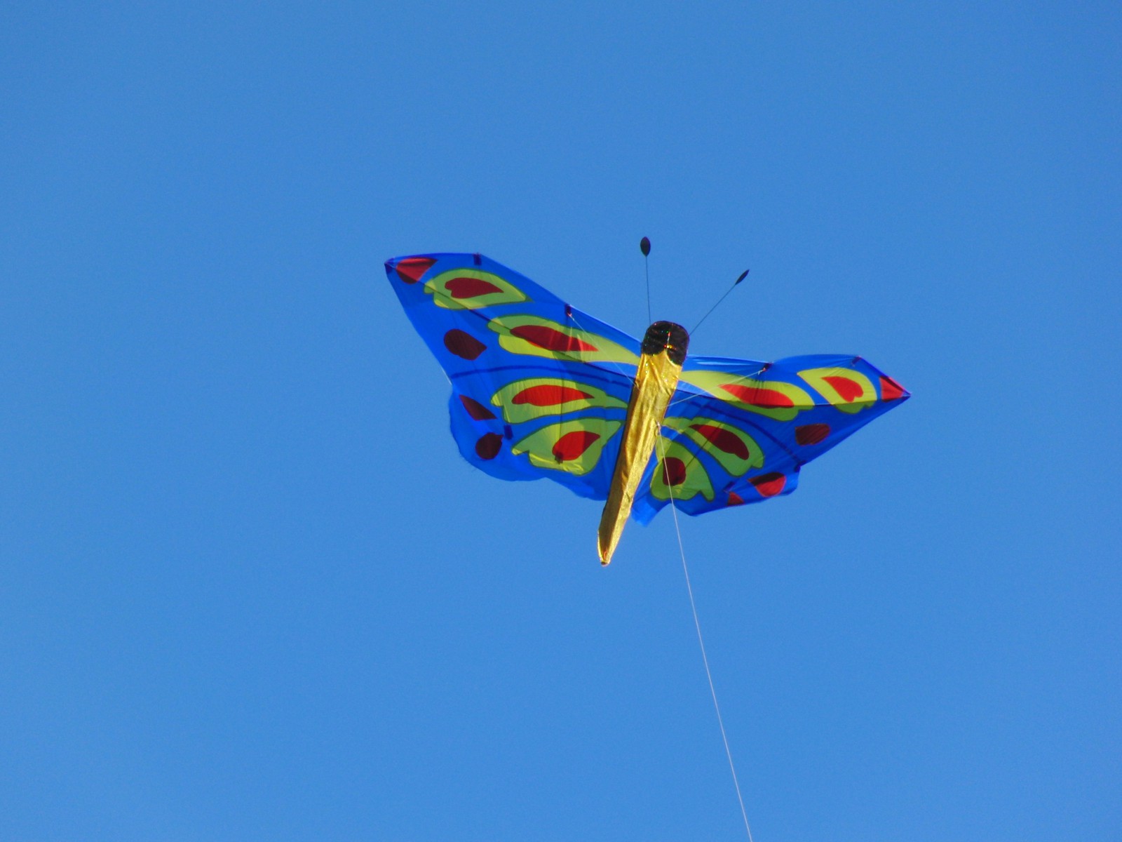 Schmetterlingsdrachen Schmetterlingsdrachen
