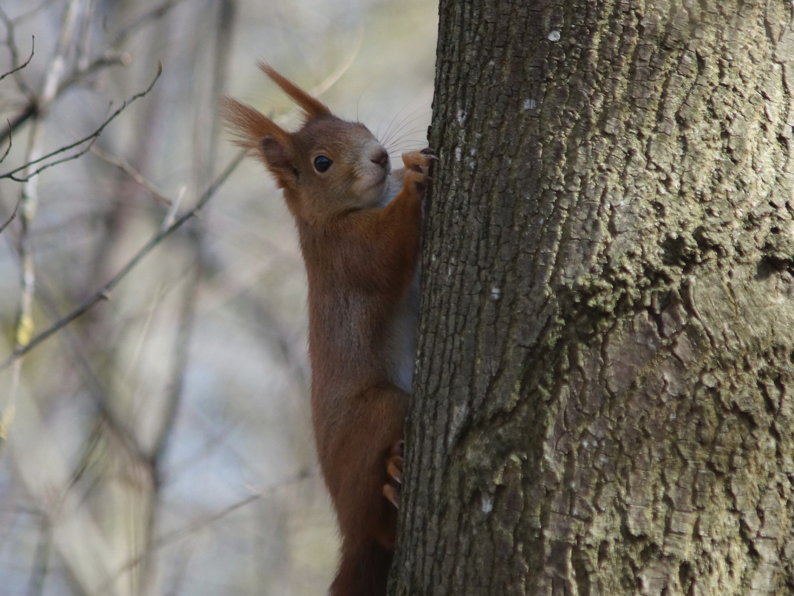 Ausblick vom Stamm  Ausblick vom Stamm