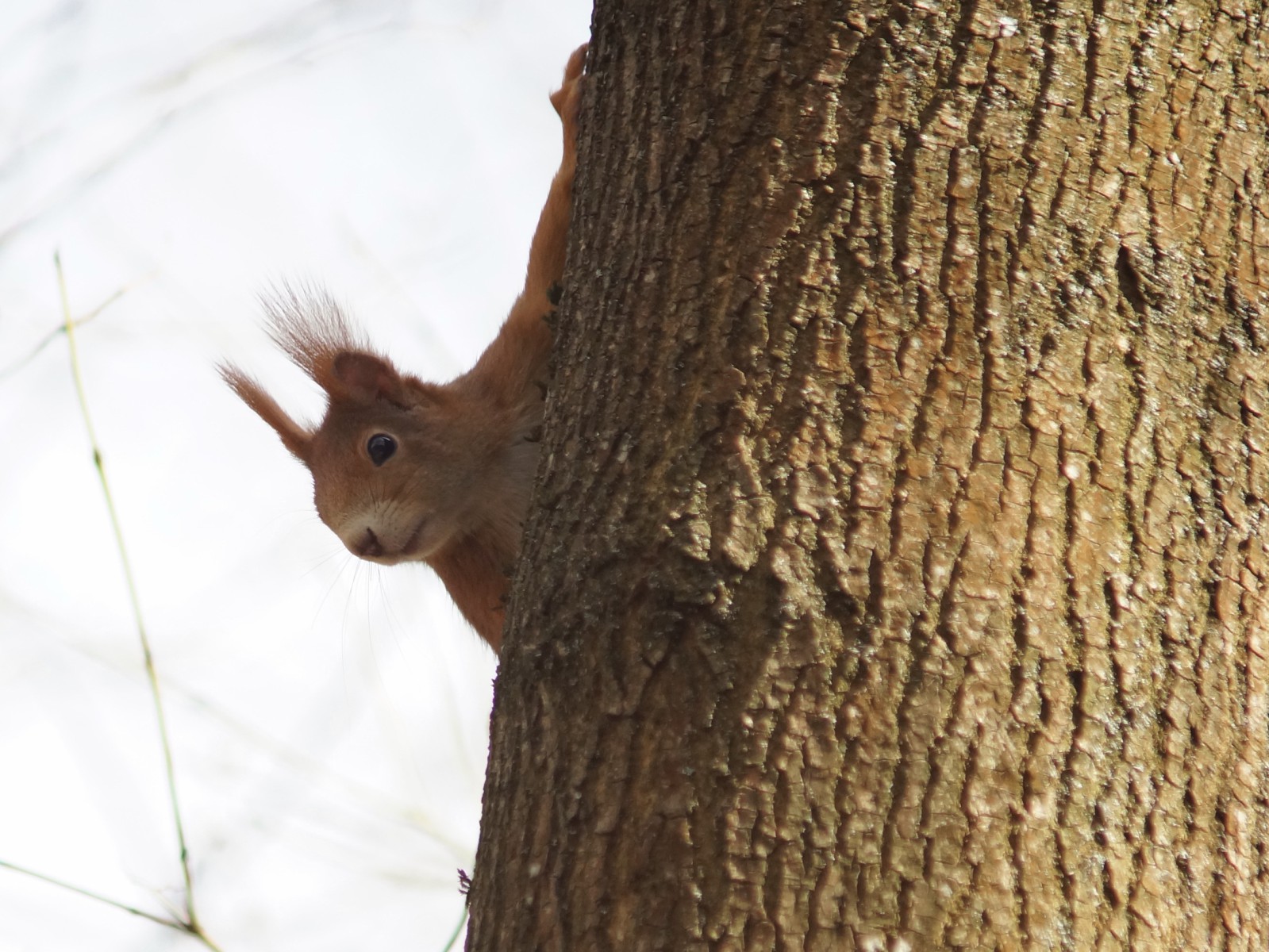 Blick vom Stamm Blick vom Stamm