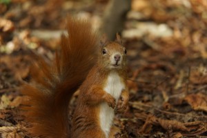Da schaut Ihr, der Herbst ist da