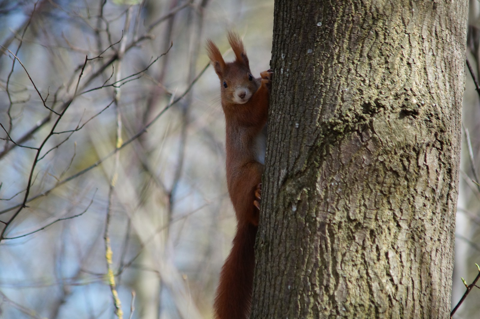 Eichhörnchen am Baumstamm Eichhörnchen am Baumstamm