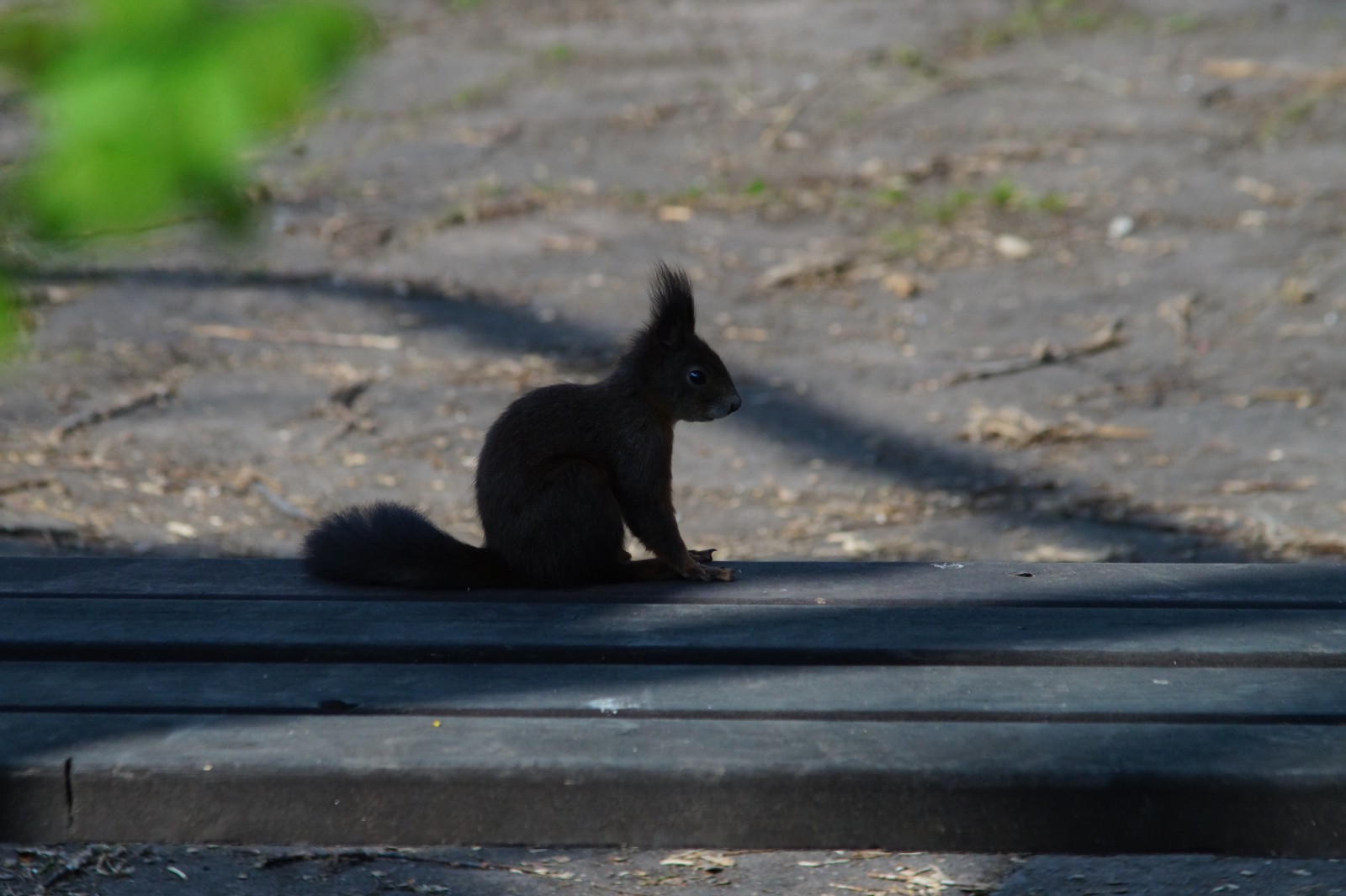 Eichhörnchen auf der Bank Eichhörnchen auf der Bank