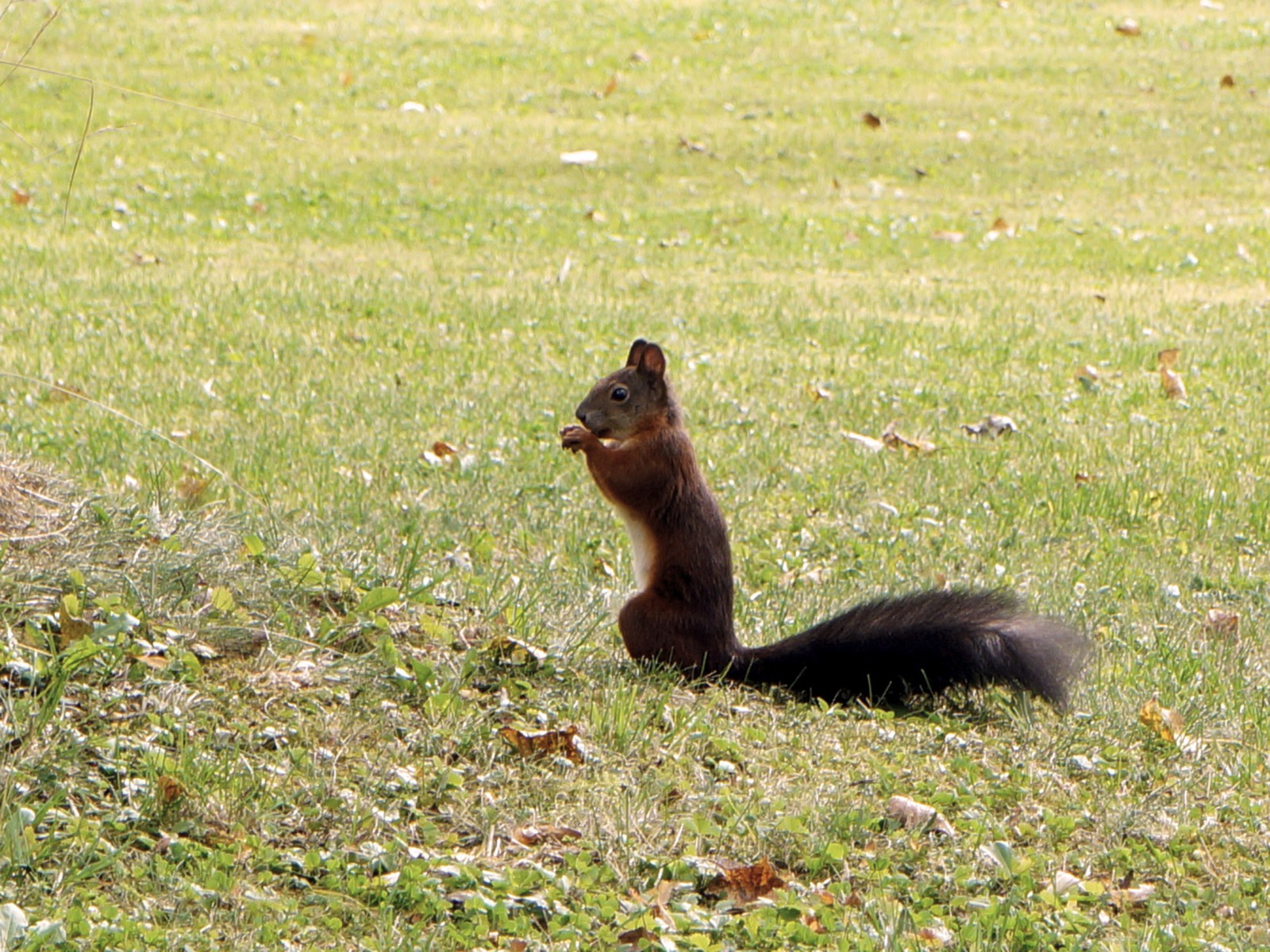 Eichhörnchen auf Herbstwiese Eichhörnchen auf Herbstwiese