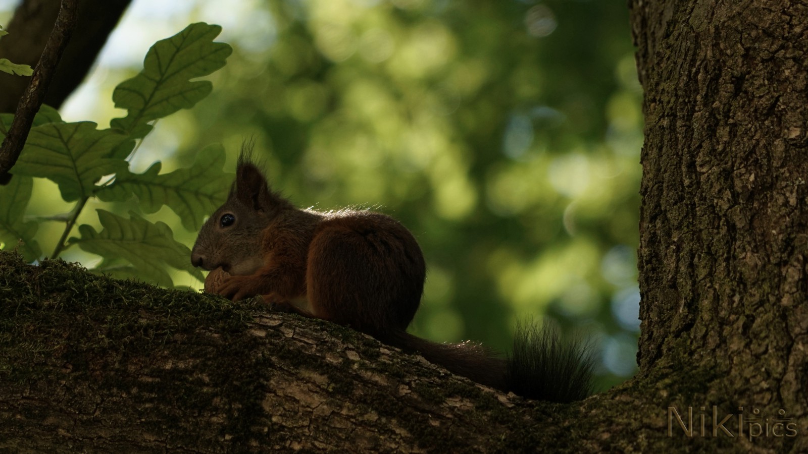Leckere Nuß Leckere Nuß