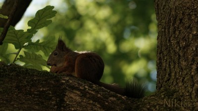  Eichhörnchen
