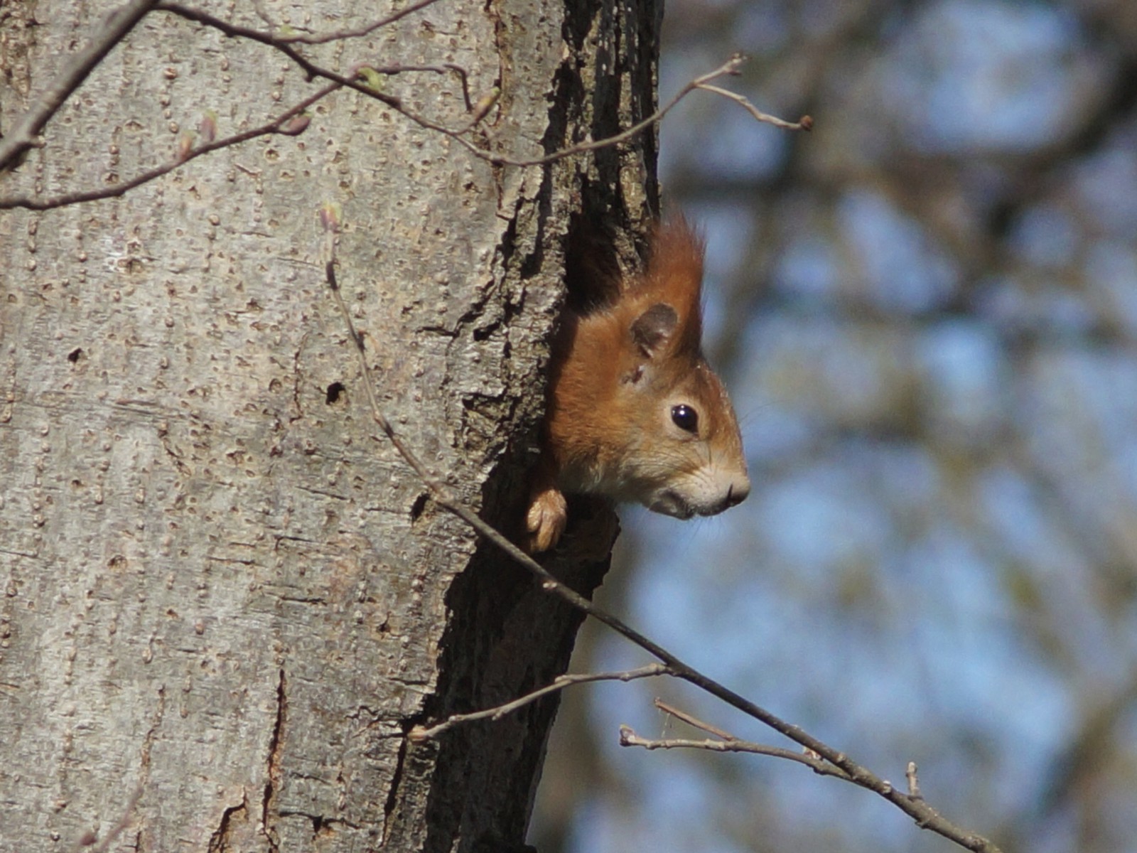 Mal nachschauen (Eichhörnchen) Mal nachschauen (Eichhörnchen)