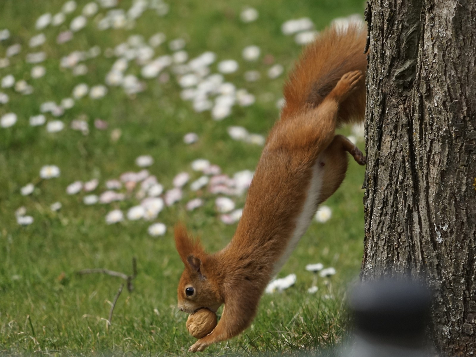 Nicht ohne meine Nuss 1 Nicht ohne meine Nuss 1