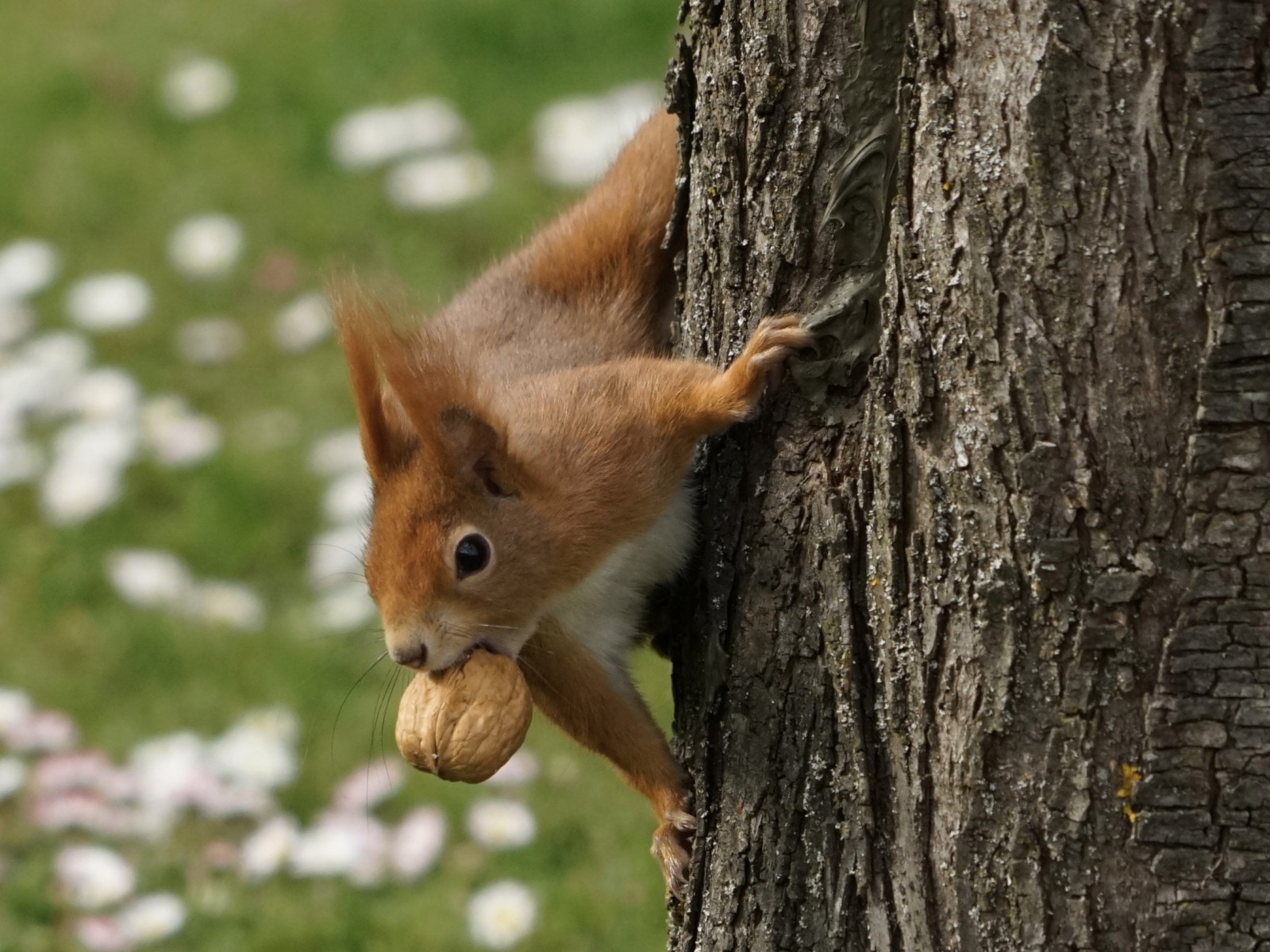 Nicht ohne meine Nuss Nicht ohne meine Nuss