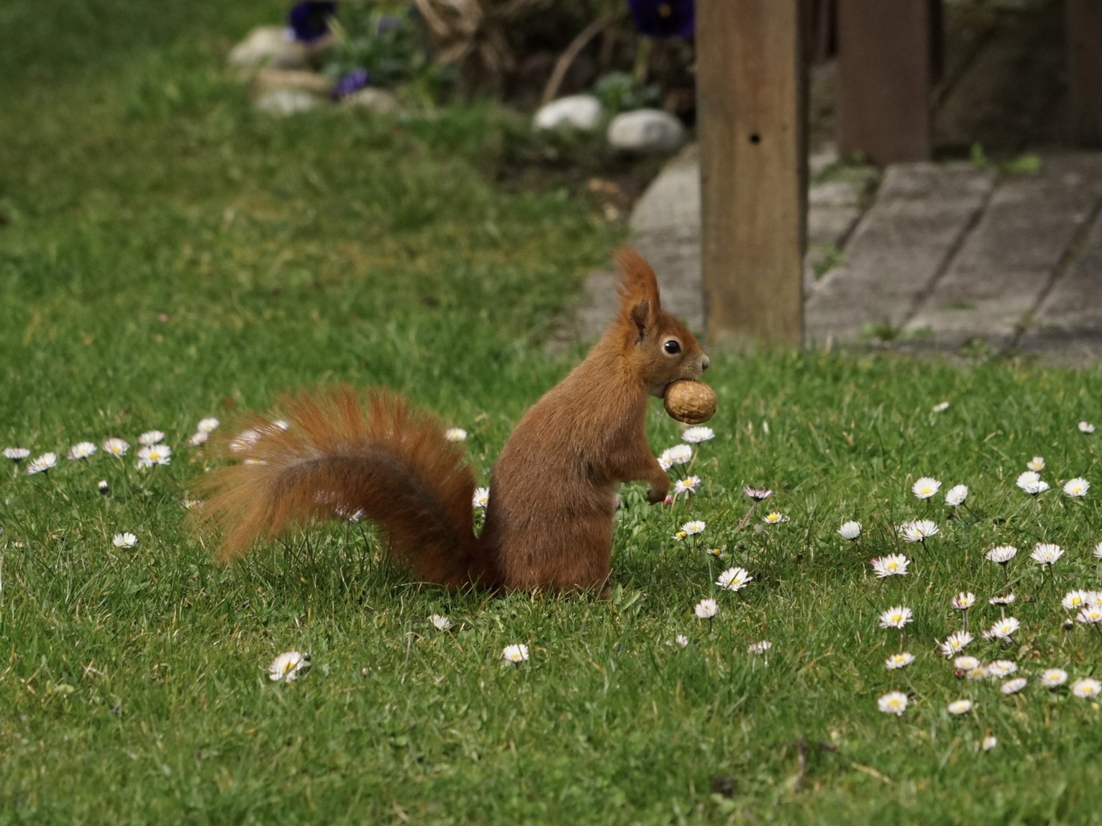 Nicht ohne meine Nuss 2 Nicht ohne meine Nuss 2