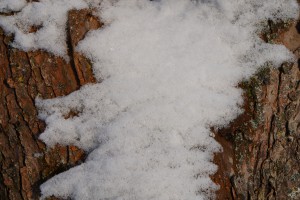 Baumrinde mit Schnee Baumrinde mit Schnee