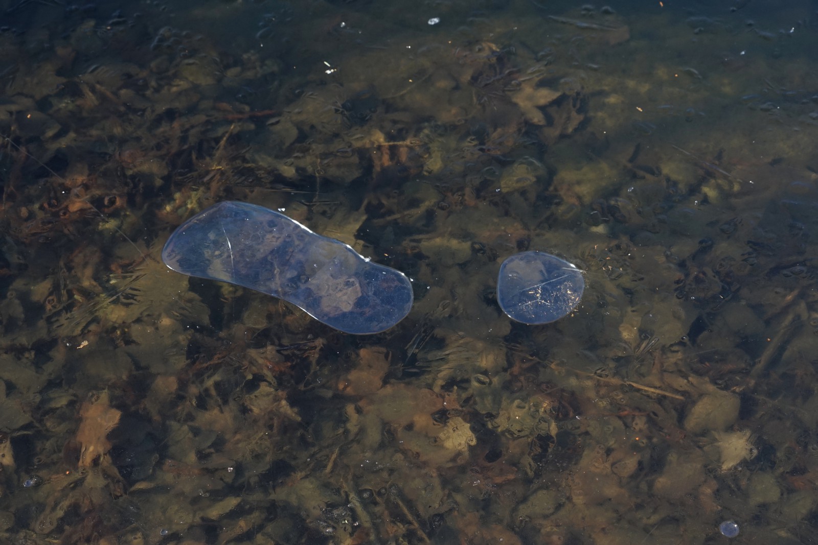 Dünnes Eis am Ufer  Dünnes Eis am Ufer