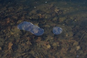 Dünnes Eis am Ufer Dünnes Eis am Ufer