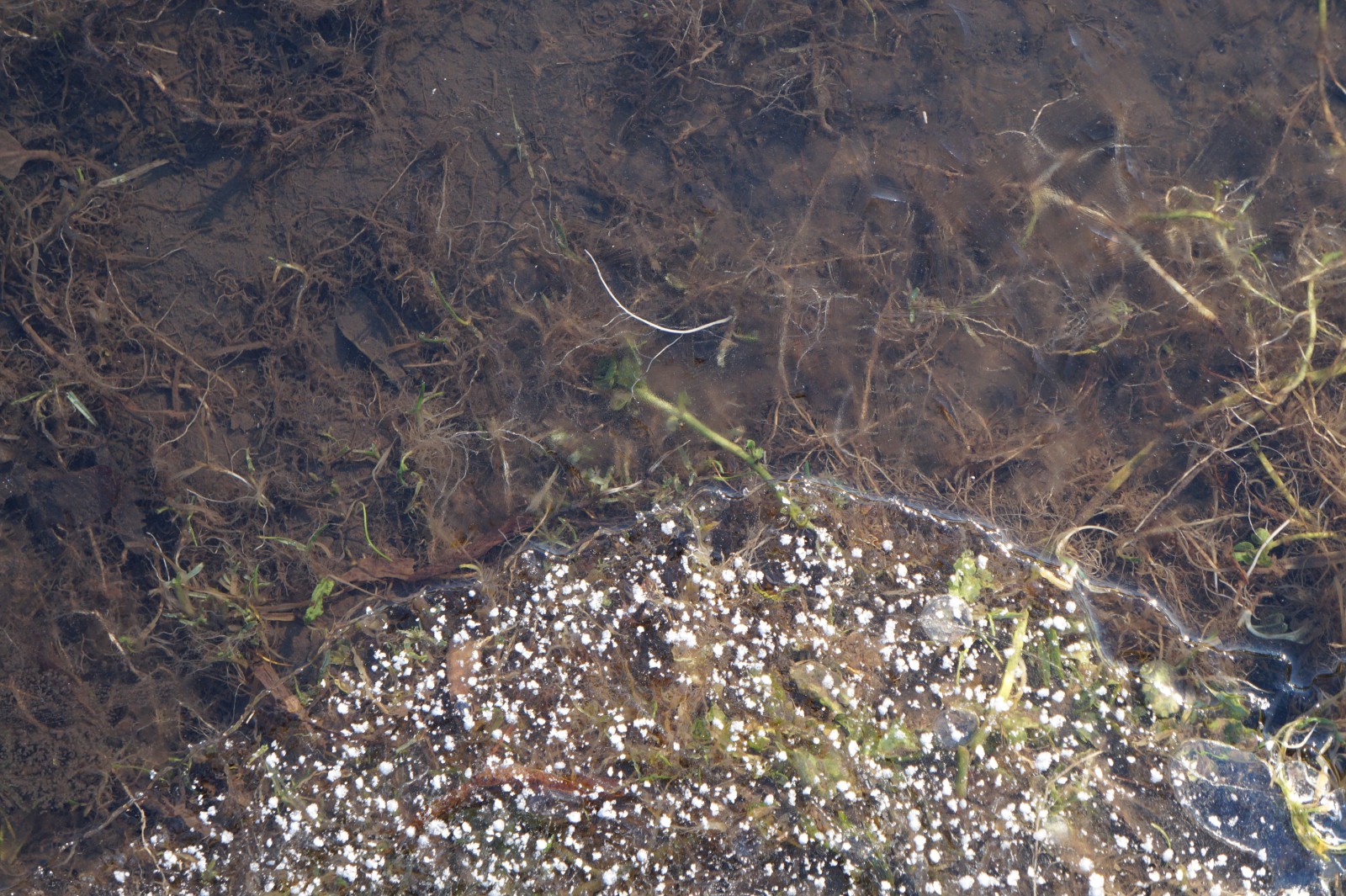 Dünnes Eis am Ufer 4 Dünnes Eis am Ufer 4