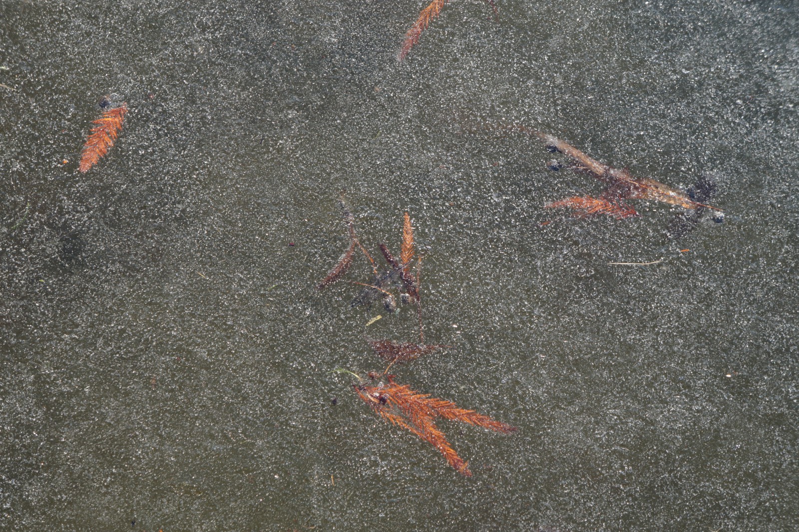 Dünnes Eis am Ufer 1  Dünnes Eis am Ufer 1