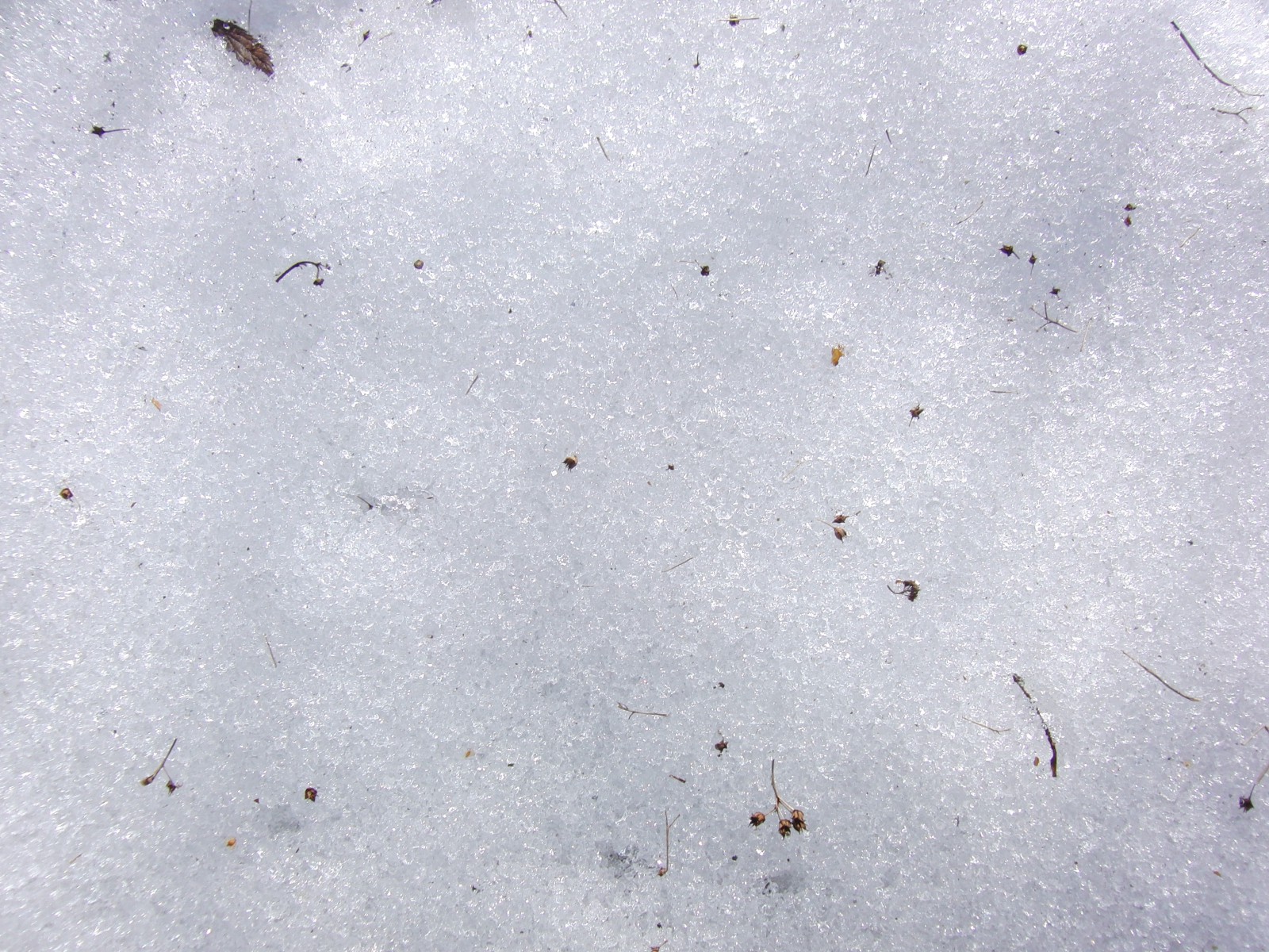 Schneetextur 4 Schneetextur 4