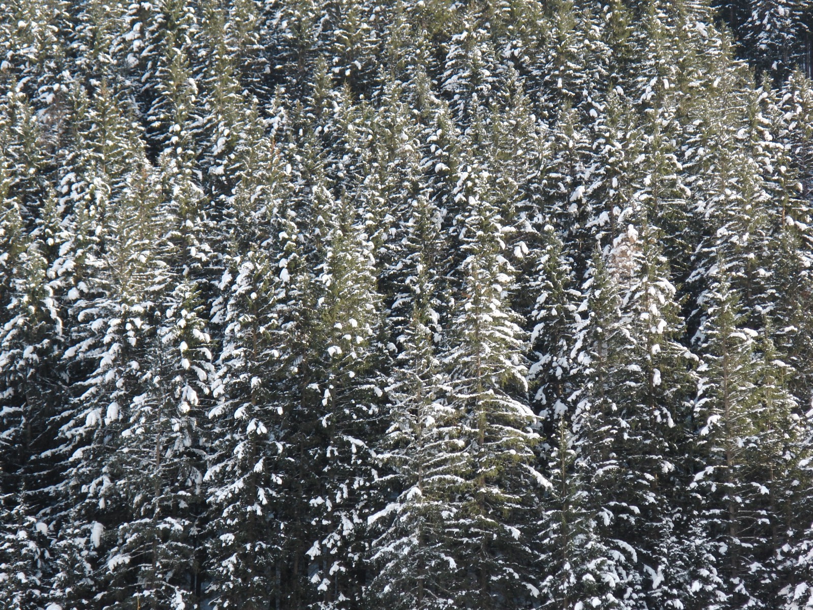 Tannen mit Schnee Tannen mit Schnee