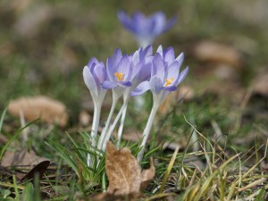Die Elefenkrokusse sind da