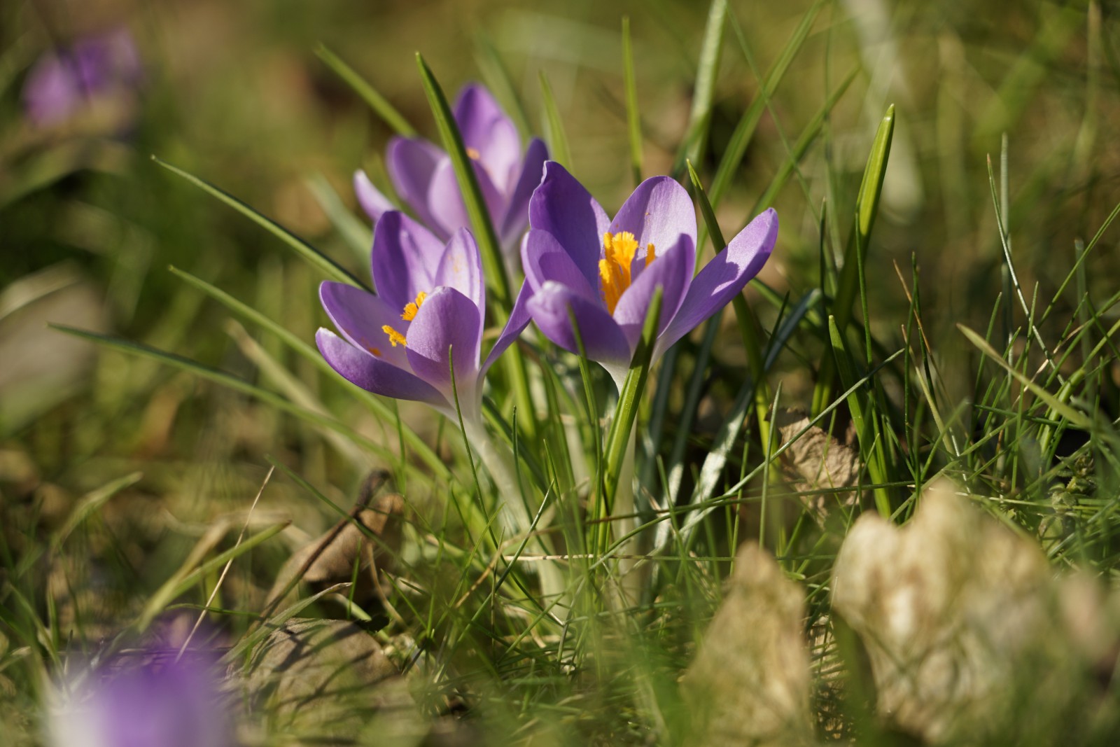 Die Elfenkrokuse grüßen schon Die Elfenkrokuse grüßen schon