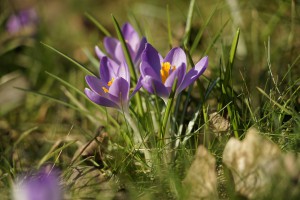 Die Elfenkrokuse grüßen schon Die Elfenkrokuse grüßen schon
