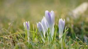 Die Elfenkrokuse sind schon da Die Elfenkrokuse sind schon da