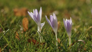 Drei Elfen im Vorfrühling
