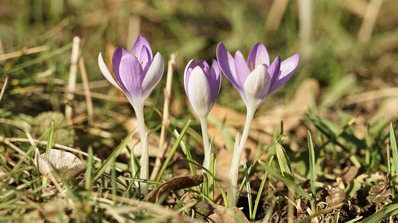 Drei schöne Elfenkrokusse in der Wiese Drei schöne Elfenkrokusse in der Wiese