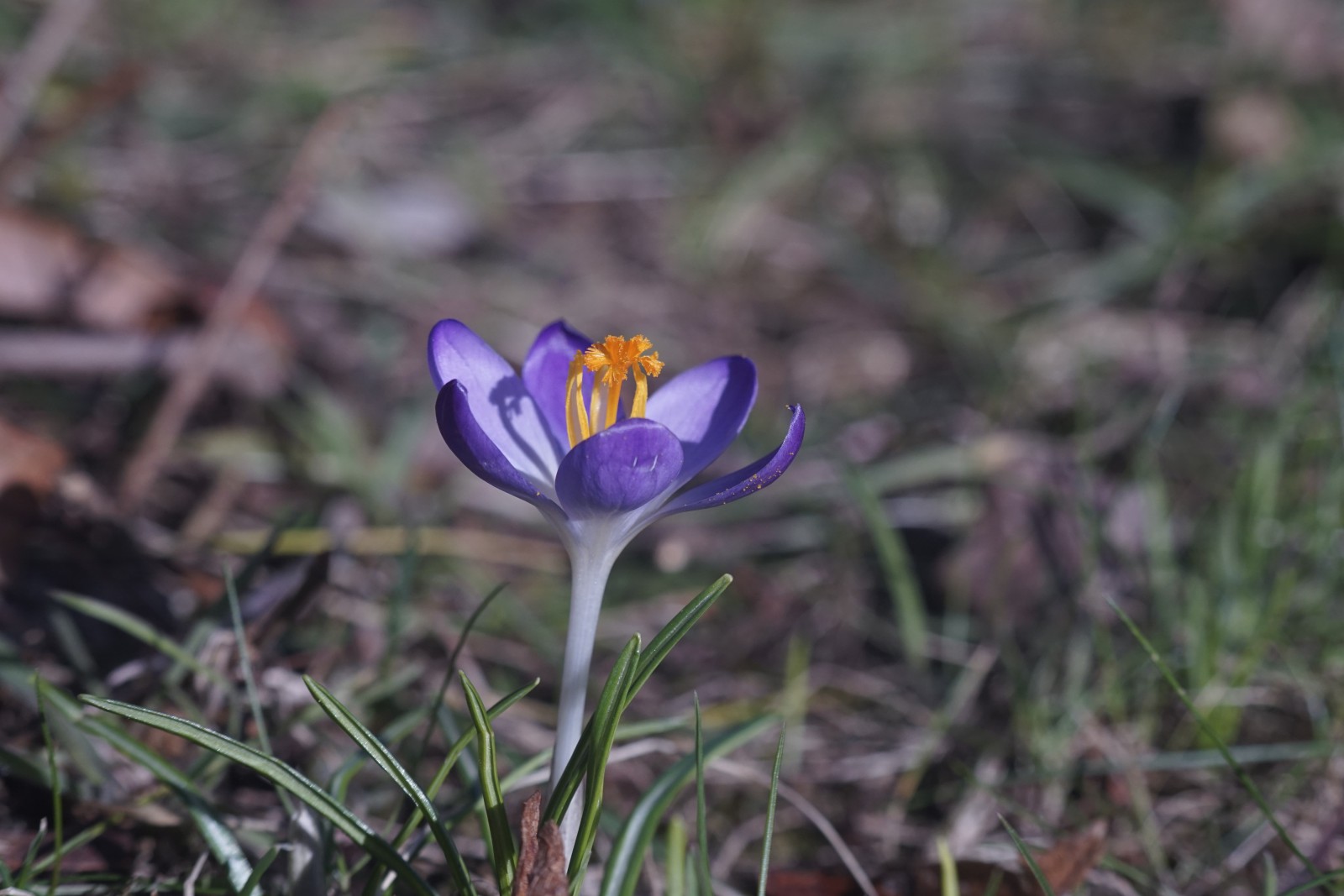 Einsamer Elfenkrokus Einsamer Elfenkrokus