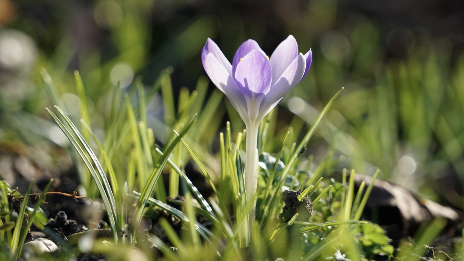 Elfe in der Februarsonne Elfe in der Februarsonne