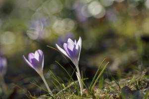 Elfen des Vorfrühlings Elfen des Vorfrühlings