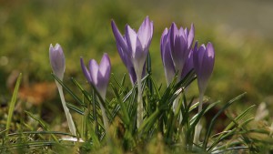 Elfen im Vorfrühling Elfen im Vorfrühling