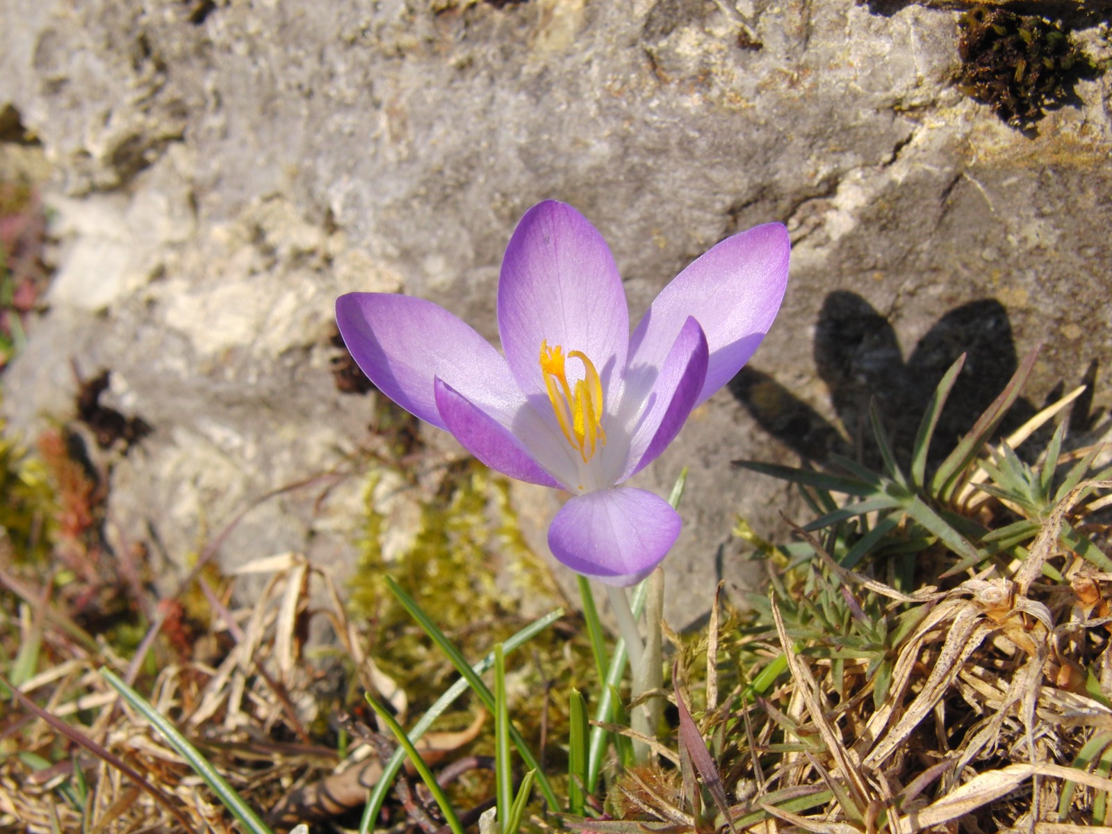 Elfenkrokus vor Stein 1 Elfenkrokus vor Stein 1