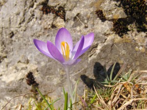 Elfenkrokus vor Stein 2 Elfenkrokus vor Stein 2