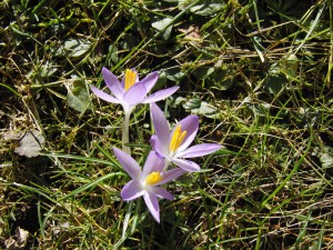Elfenkrokusse 1 Elfenkrokusse 1