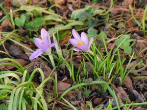 Elfenkrokusse 2 Elfenkrokusse 2