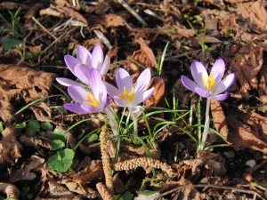Elfenkrokusse 3 Elfenkrokusse 3