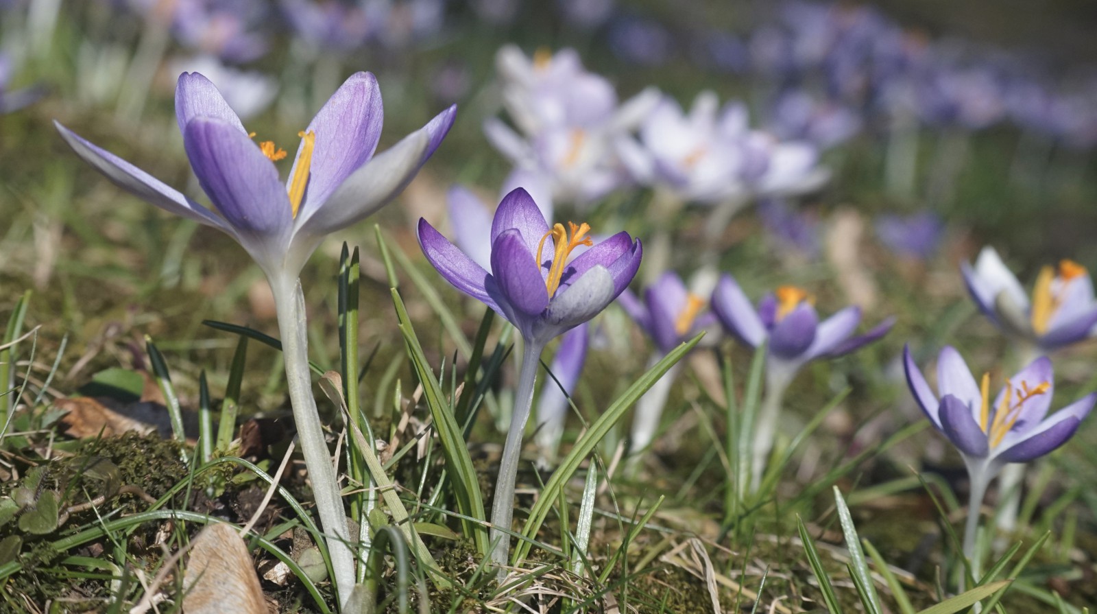 Elfenkrokusse auf Wiese Elfenkrokusse auf Wiese