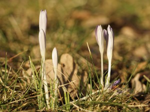 Elfenkrokusse geschloßen