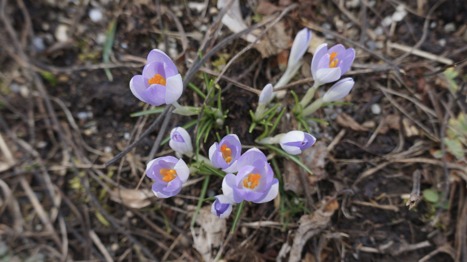 Elfenkrokusse Gruppe 1 Elfenkrokusse Gruppe 1