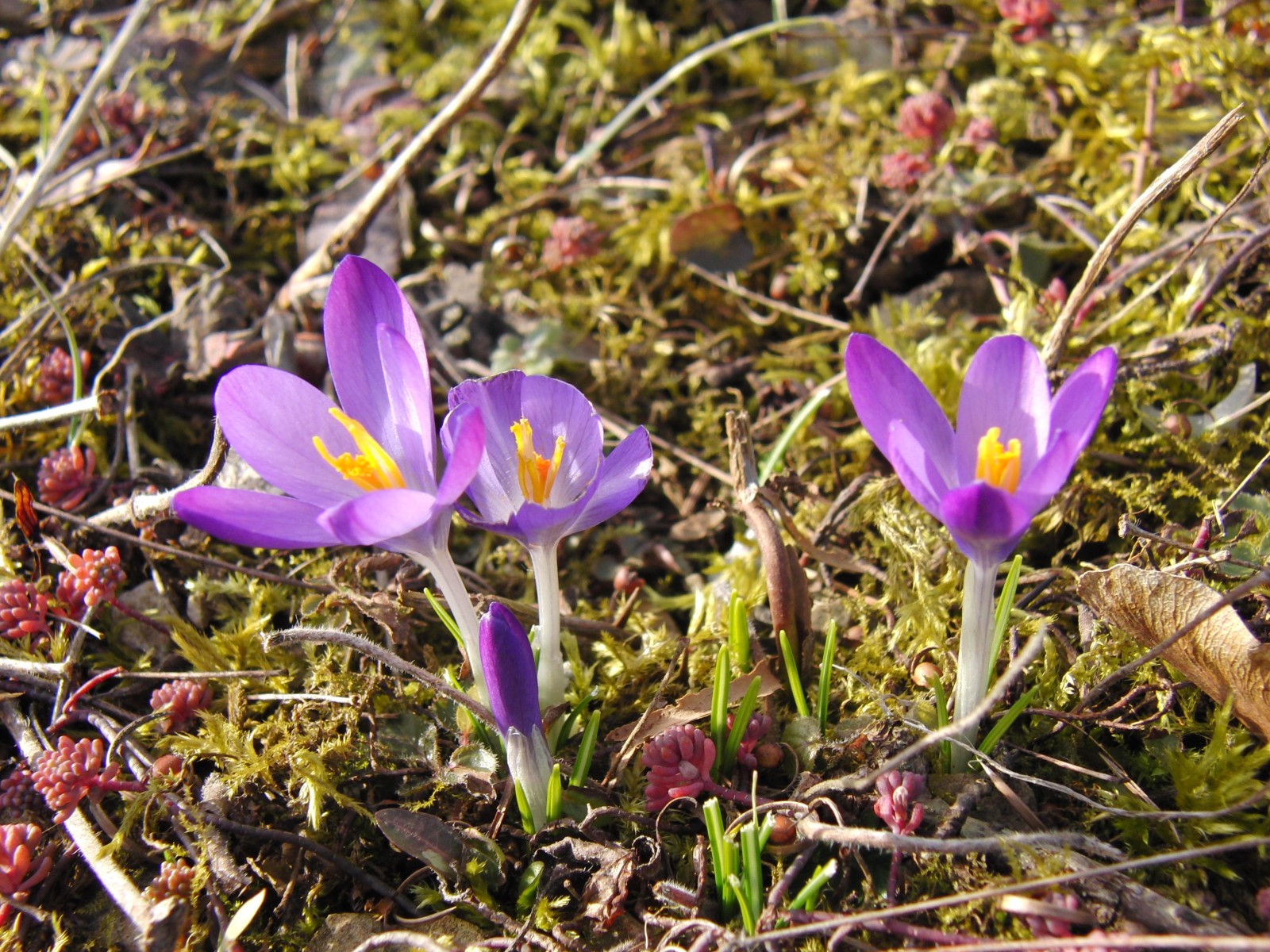 Elfenkrokusse Gruppe 2 Elfenkrokusse Gruppe 2