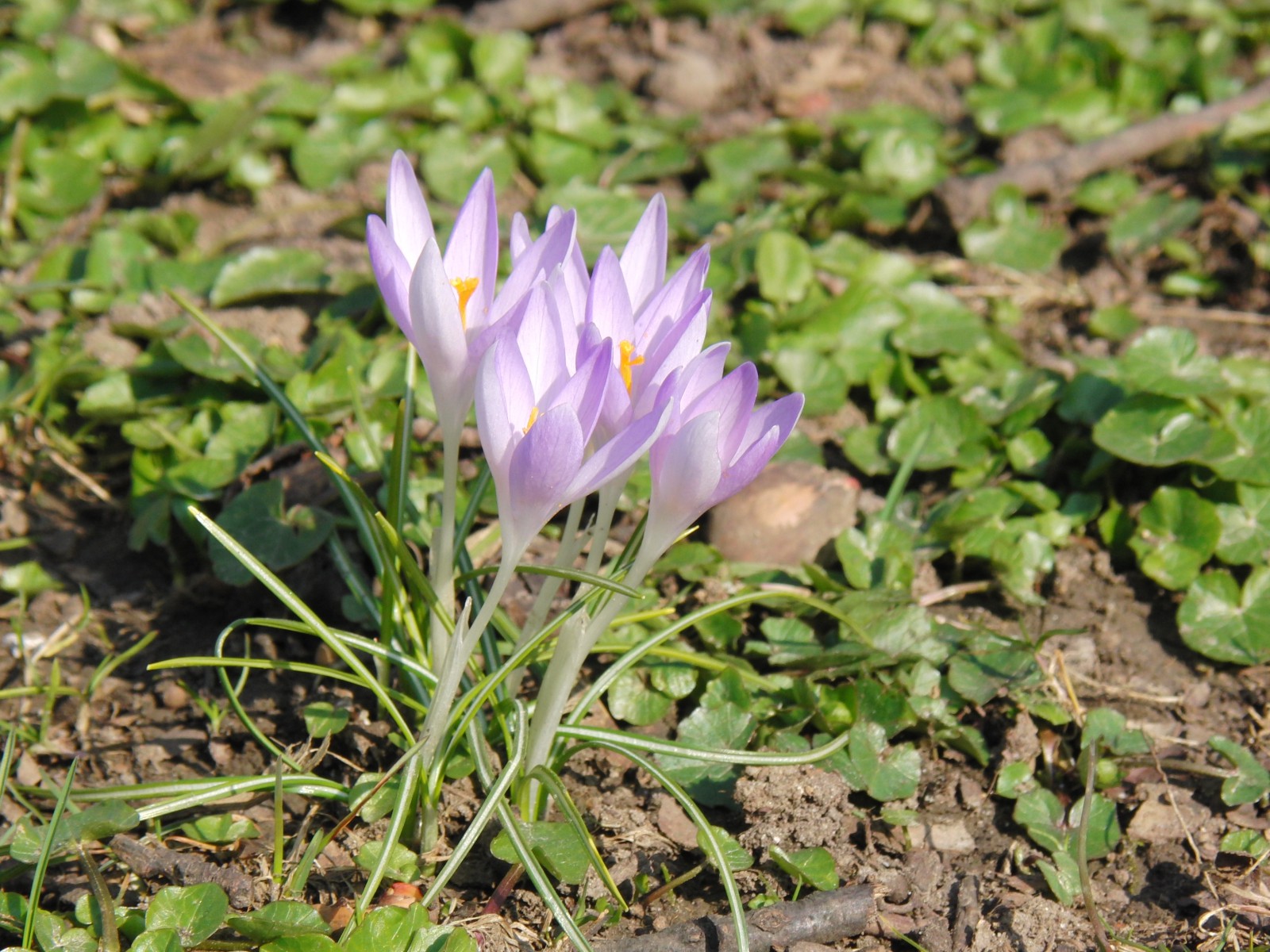 Elfenkrokusse Gruppe 3 Elfenkrokusse Gruppe 3