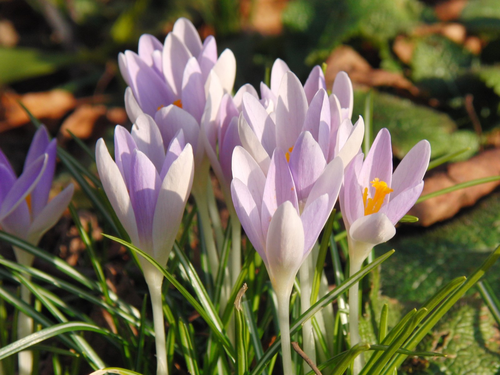 Elfenkrokusse Gruppe 4 Elfenkrokusse Gruppe 4