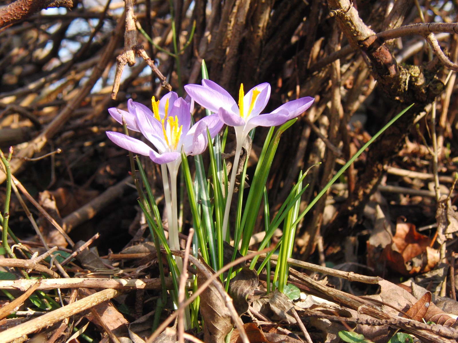 Elfenkrokusse Gruppe 5 Elfenkrokusse Gruppe 5
