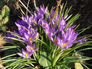 Elfenkrokusse Gruppe 6